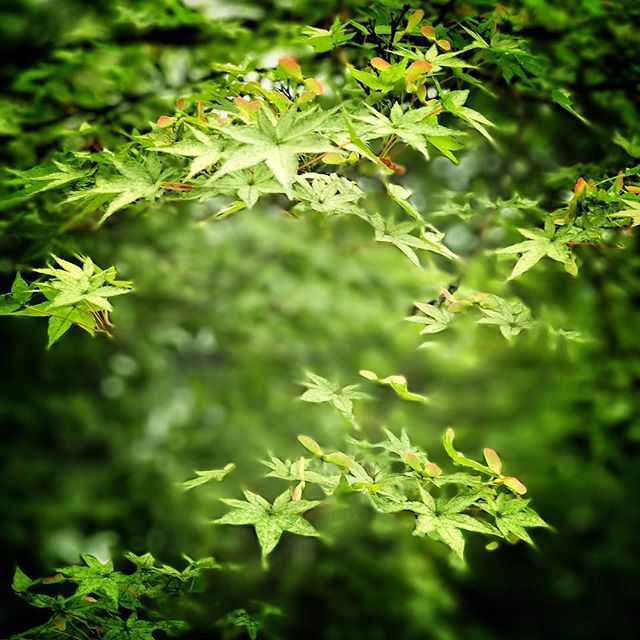 Green leaf#snapseed #iphone7plus #kyoto#yoshidashrine