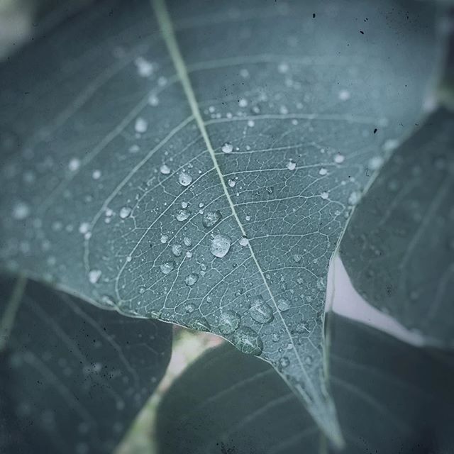 a leaf after the rain.#iphone7plus #snapseed #leaf